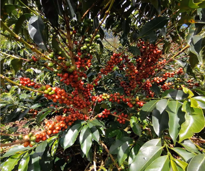 LAS PALMAS, COLOMBIA